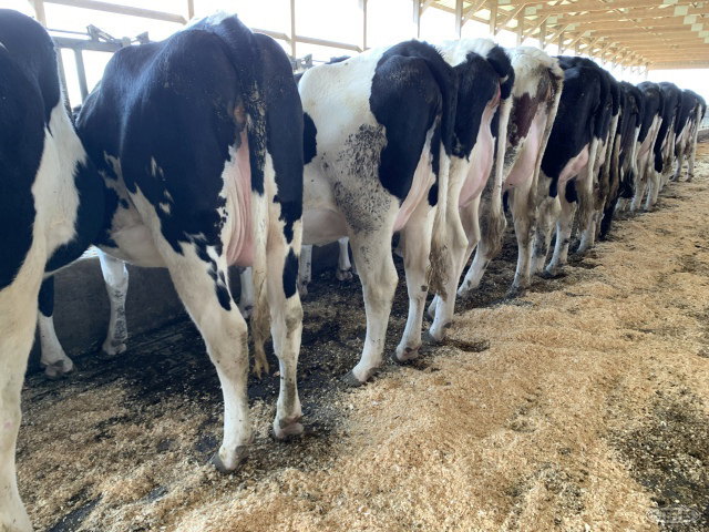 (36 Head) Holstein bred springer heifers